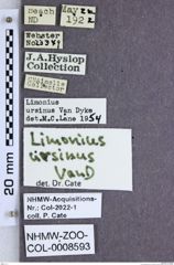 Etiketten zu Gambrinus ursinus (NHMW-ZOO-COL-0008593)